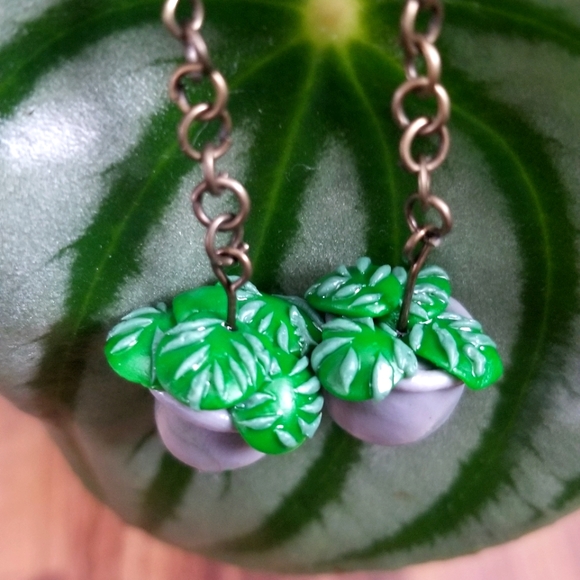 Watermelon Peperomia🍀🍉 - Picture 1 of 2